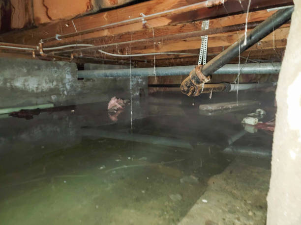 Best Basement water damage restoration  in English Creek, NJ
